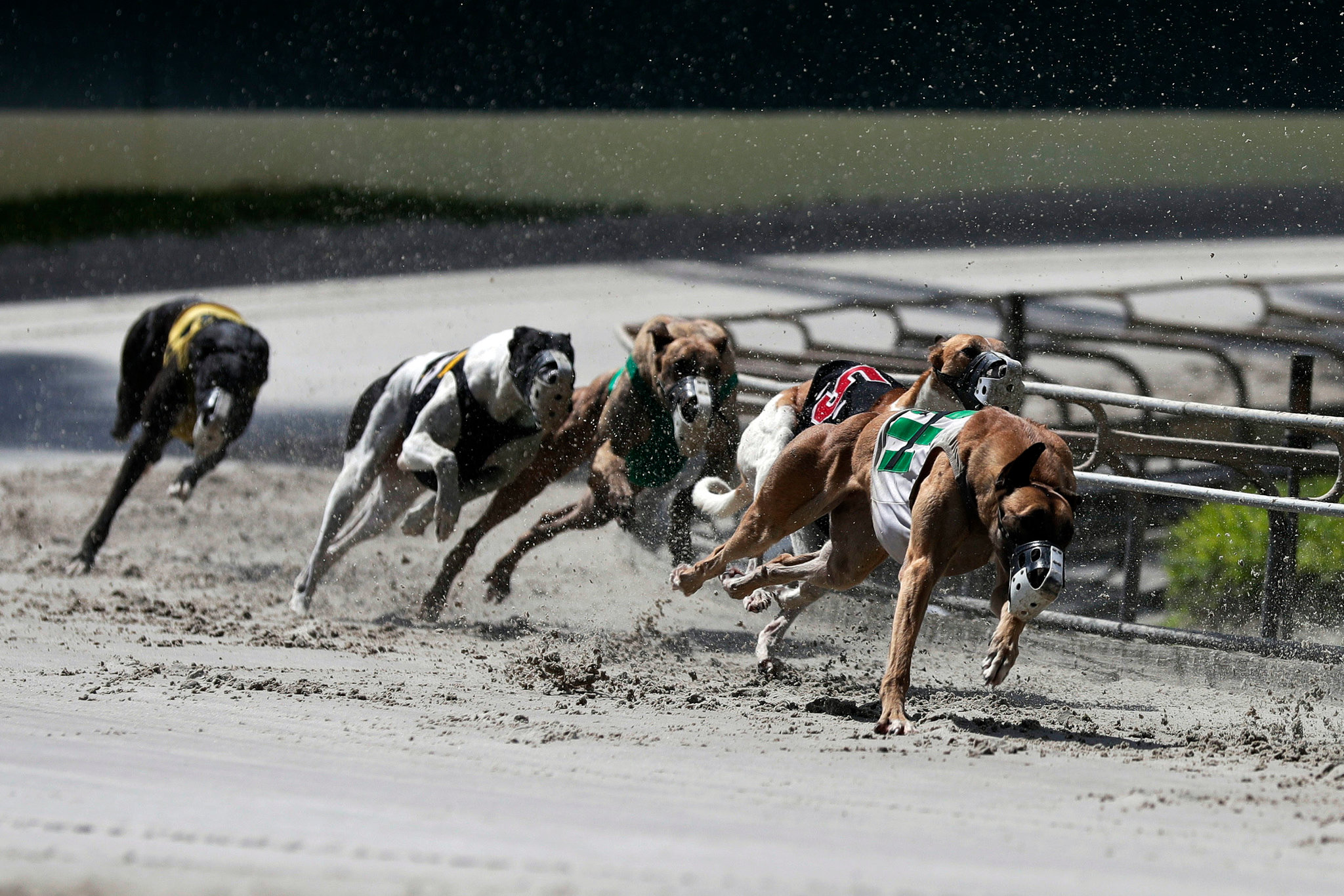 Palm beach dog racing picks